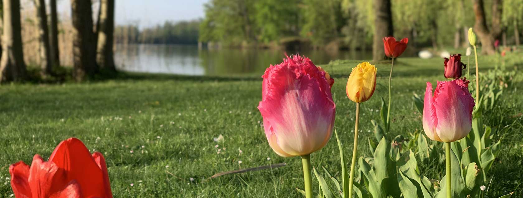 Grundstück verkaufen Bad Saarow - Tulpen