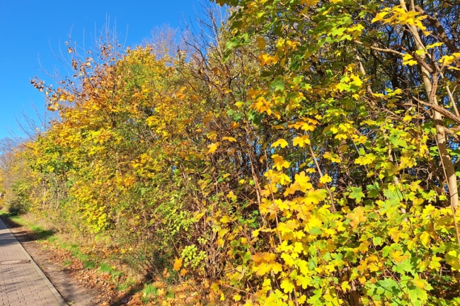 Blick auf das Grundstück