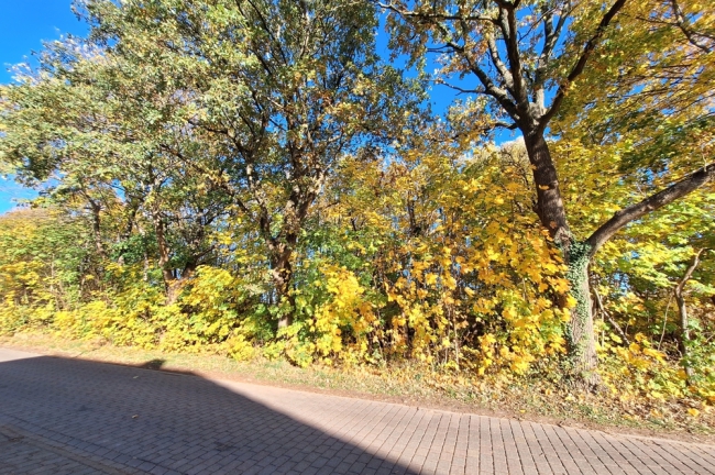 Blick auf das Grundstück