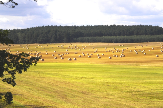 Felder der Mark Brandenburg