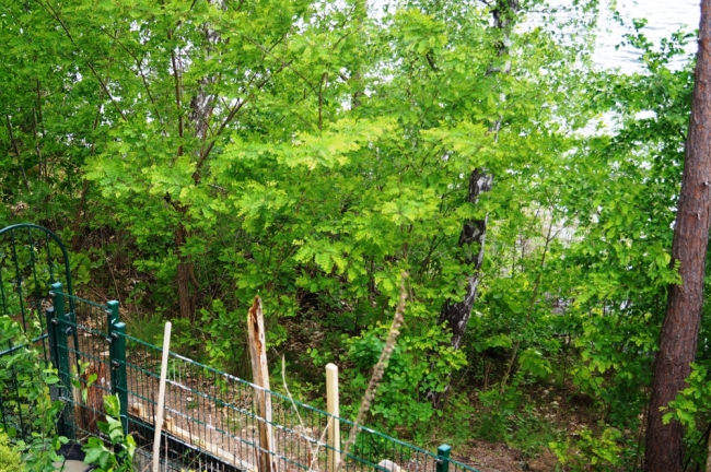 Uferweg Wasserzugang