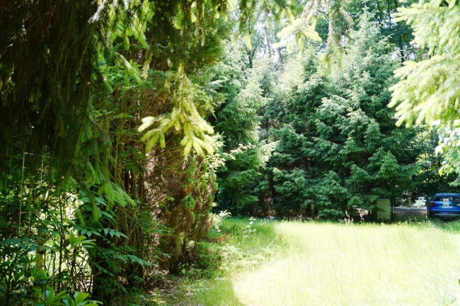 Grundstück vorderer Bereich