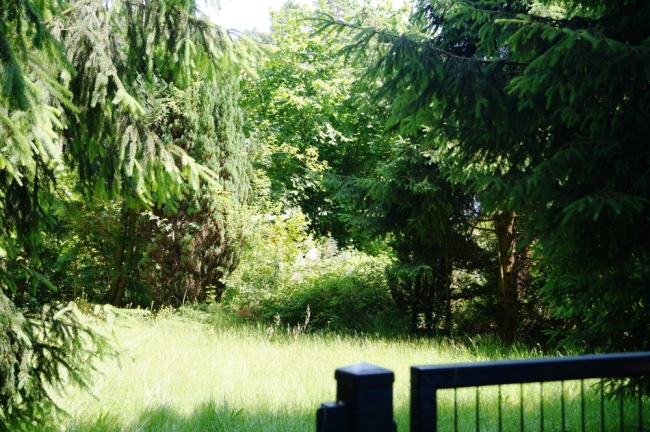 Grundstück vorderer Bereich